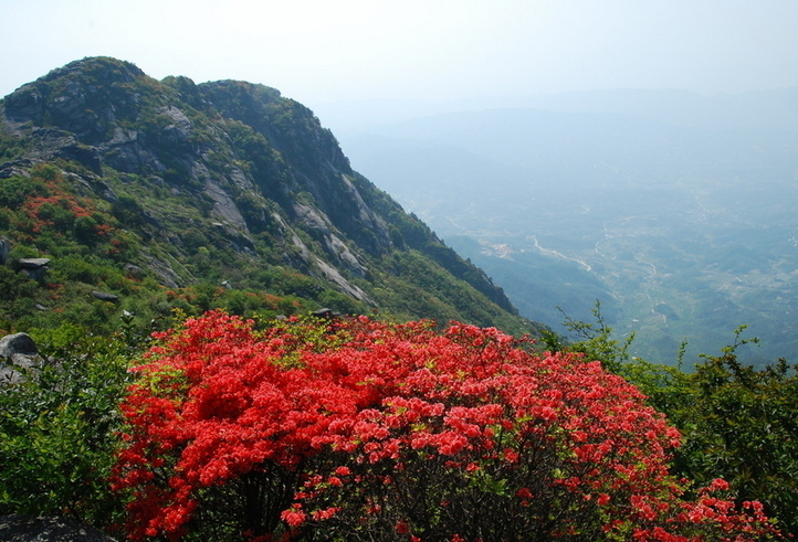 安徽仙寓山赏花 映山红