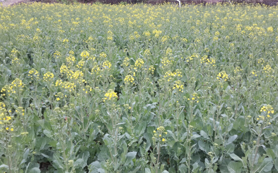 东至仙寓山赏油菜花