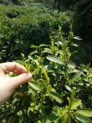 游九天仙寓 品尝亲手采制新茶