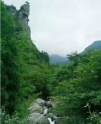 九天仙寓云雾缭绕 原生态野生茶